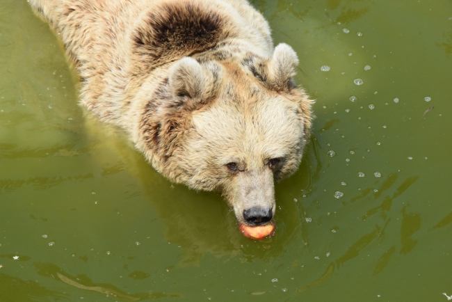 Doğal Yaşam Parkı'ndaki hayvanlara çocukları gibi bakıyorlar